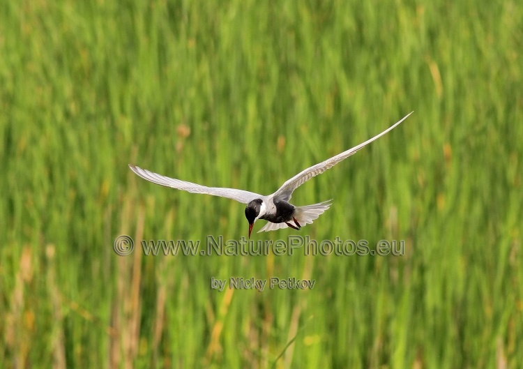 WildLife Photos of Birds, Gulls, Terns & Auks, Whiskered Tern, Chlidonias hybrida